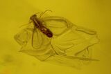 Fossil Fly (Diptera) and Beetle (Coleoptera) In Baltic Amber #150745-2